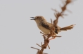 Gestreepte Prinia 2